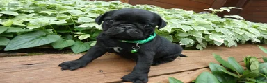 Pug 3 Roscoe