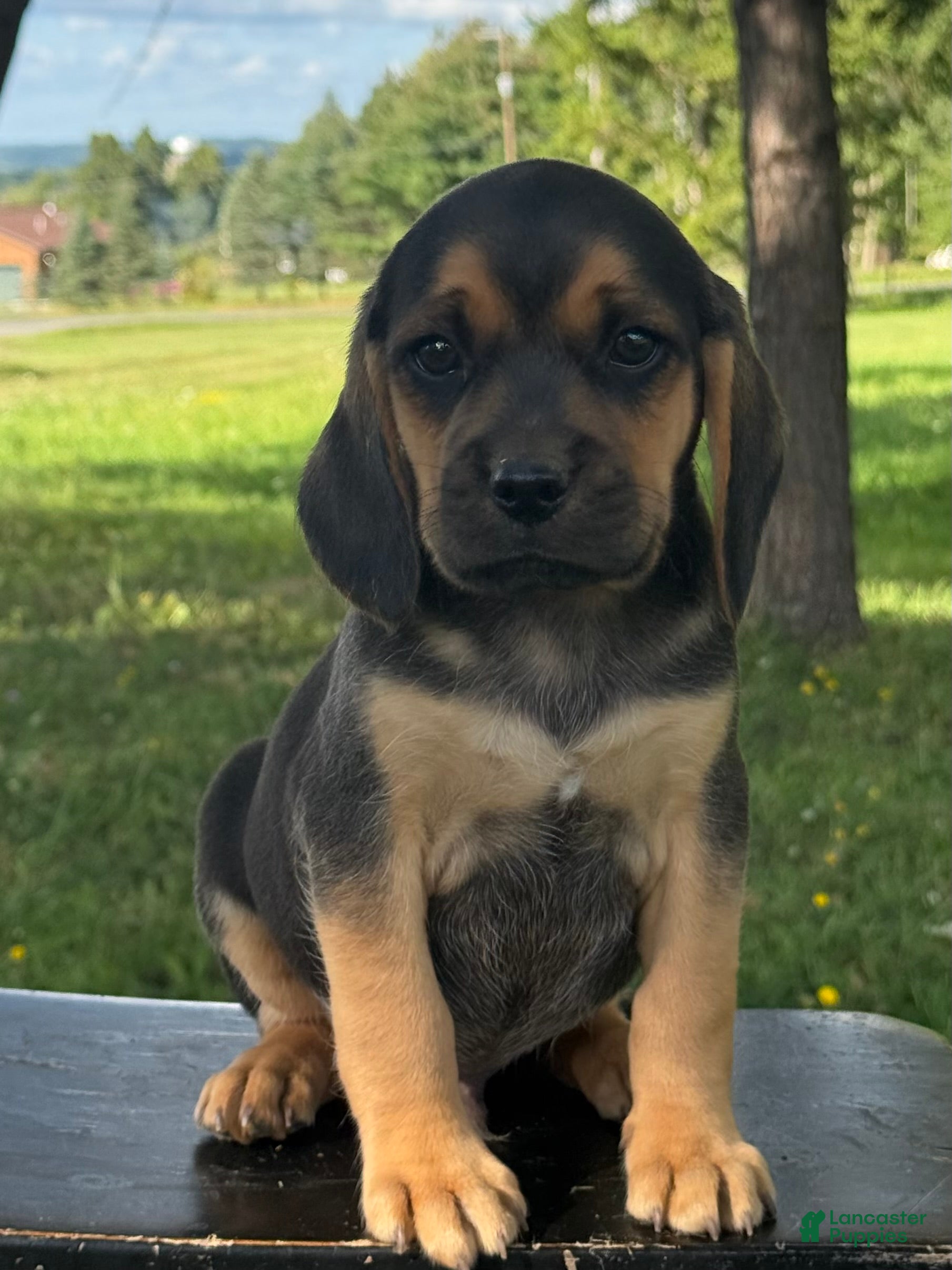 Puggle dogs Palmer - Ad 2