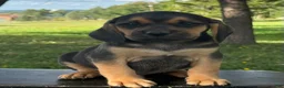 Puggle dogs for sale: Palmer - Ad 2