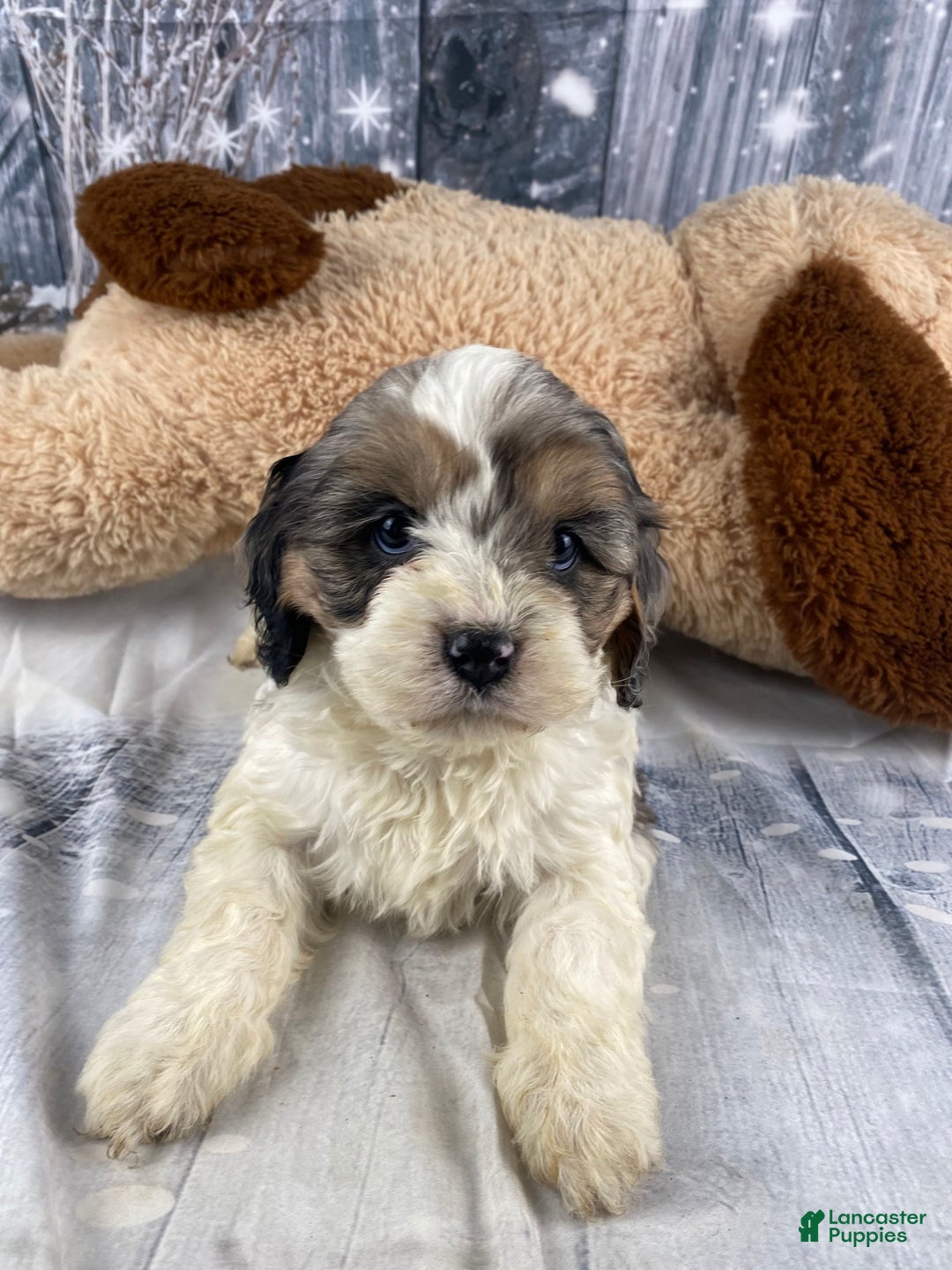 Cavapoo dogs for sale: Jessica - Ad 11