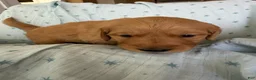 Golden Retriever dogs for sale: Golden Retriever Puppy 4 (orange) - Ad 1