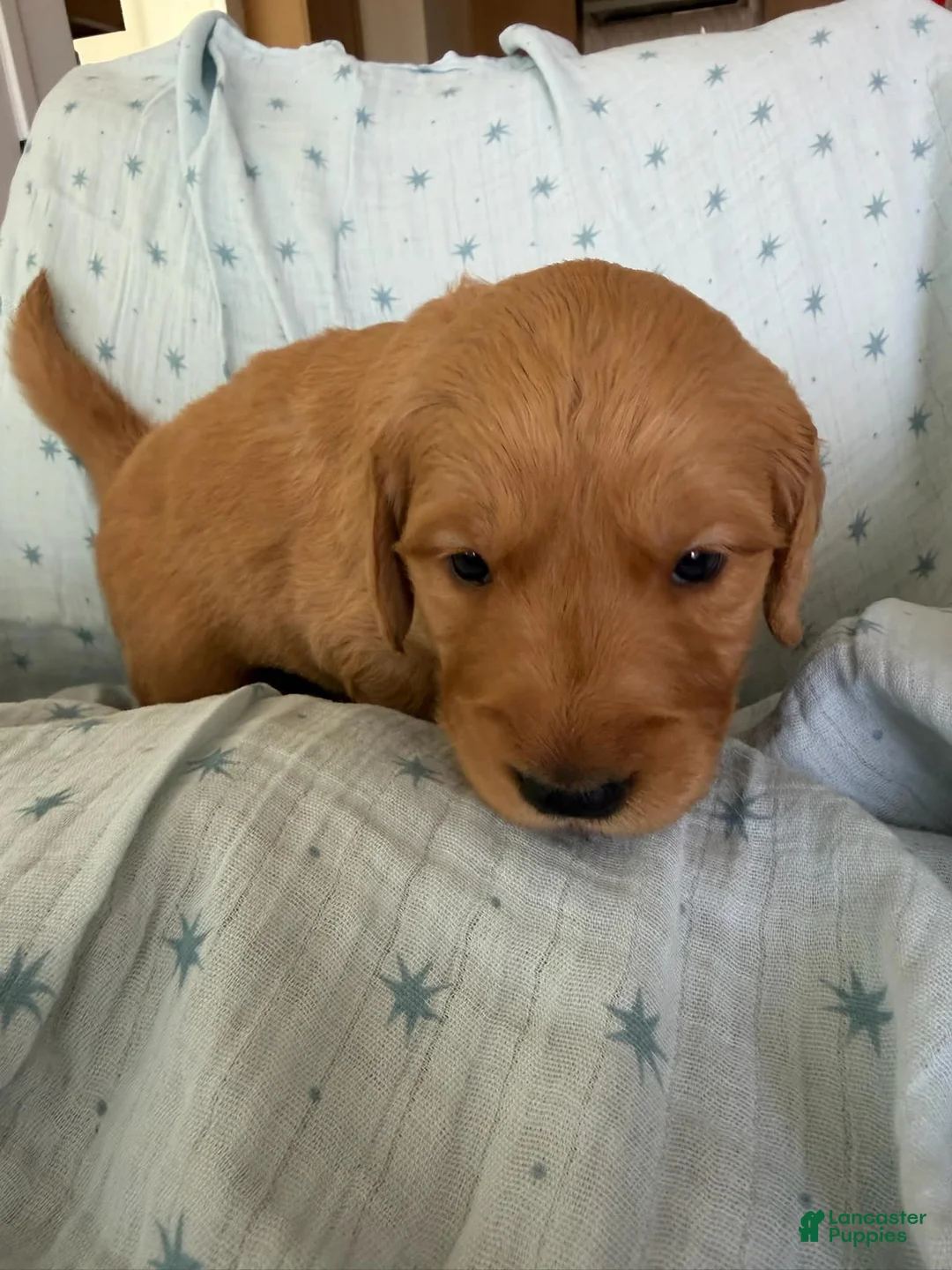 Golden Retriever dogs for sale: Golden Retriever Puppy 4 (orange) - Ad 1
