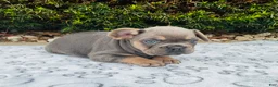 French Bulldog dogs for sale: Sadie - Ad 3