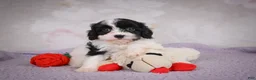 Cavapoo dogs for sale: Cavapoo 2 - Ad 8