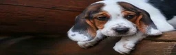 Beagle dogs for sale:  Dallas 🐾 - Ad 13
