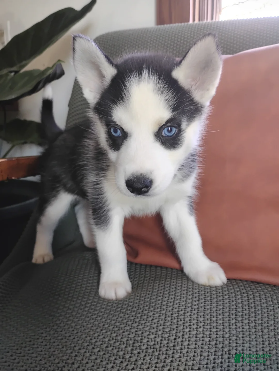 Siberian Husky dogs for sale: Oakley  - Ad 1