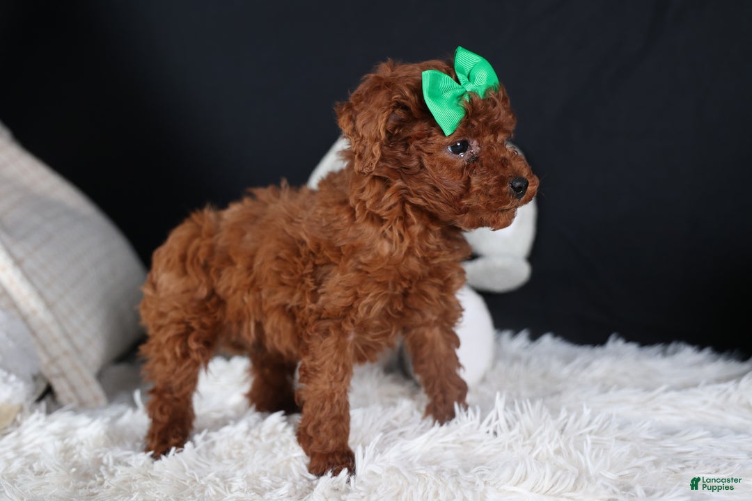 Miniature Poodle dogs for sale: BUSTER - Ad 4