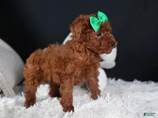 Miniature Poodle dogs BUSTER - Ad 2