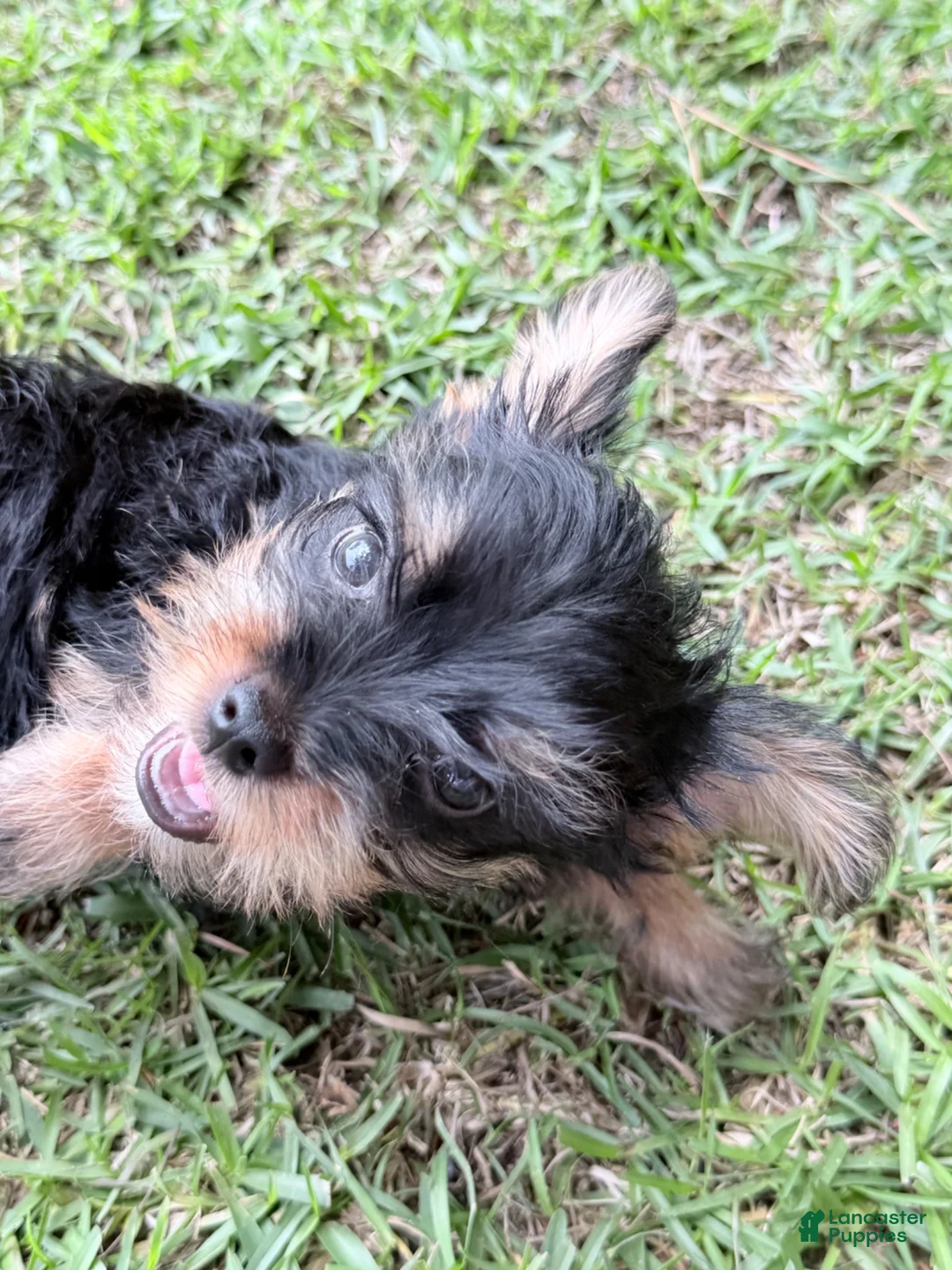 Yorkshire Terrier dogs for sale: Caramel - Ad 9