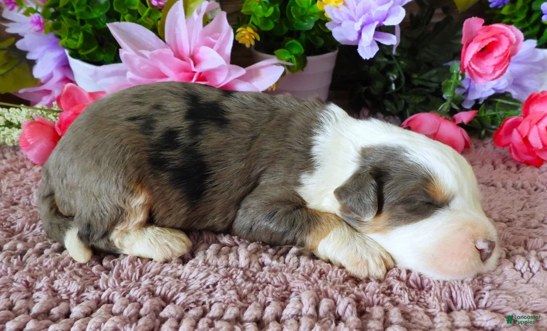 Mini Bernedoodle dogs for sale: #6 Male (Splash's) - Ad 2