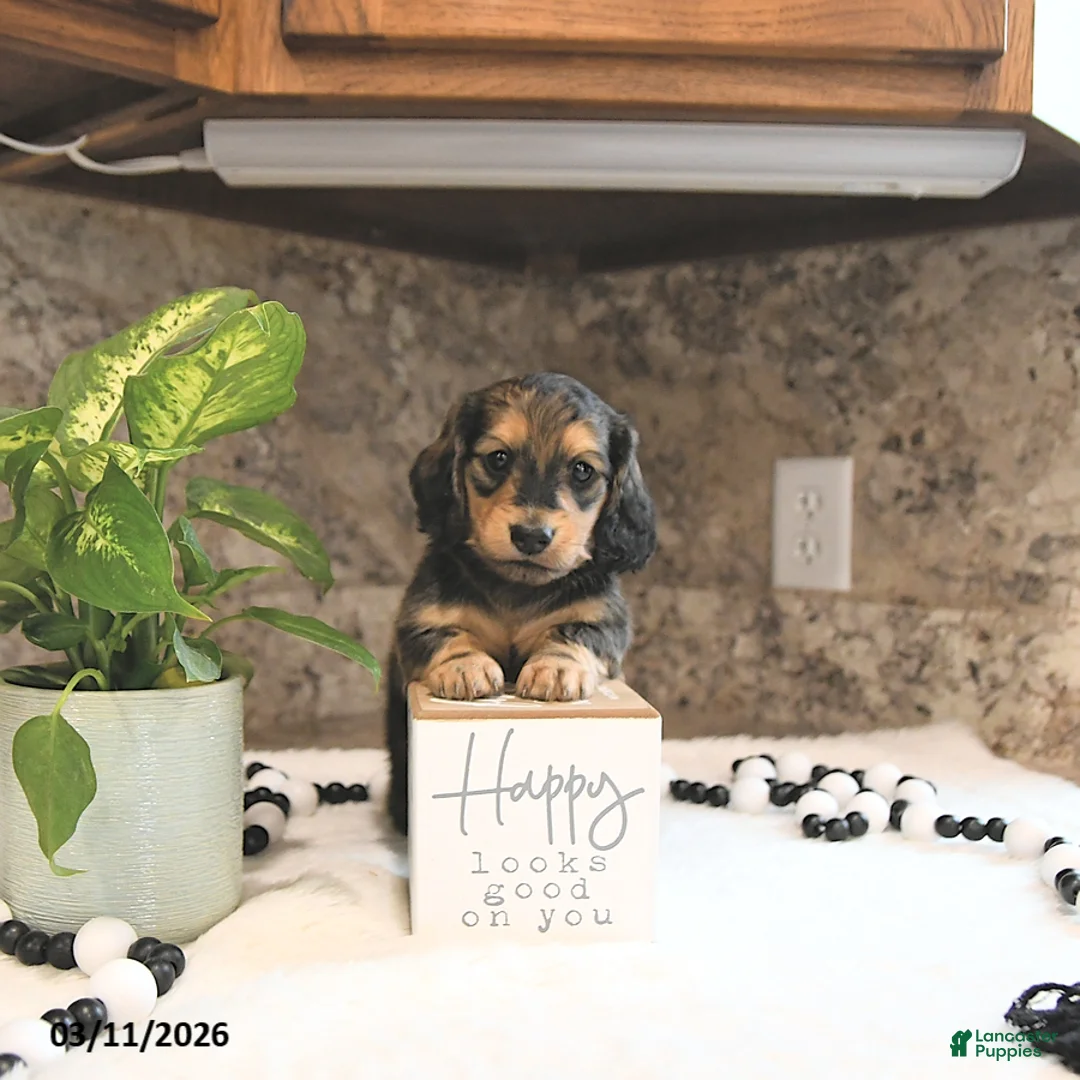 Miniature Dachshund dogs for sale: Braxton - Ad 2