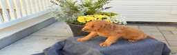 Goldendoodle dogs for sale: Tripp - Ad 8