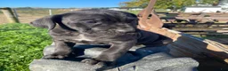 Cane Corso dogs for sale: Chloe - Ad 8