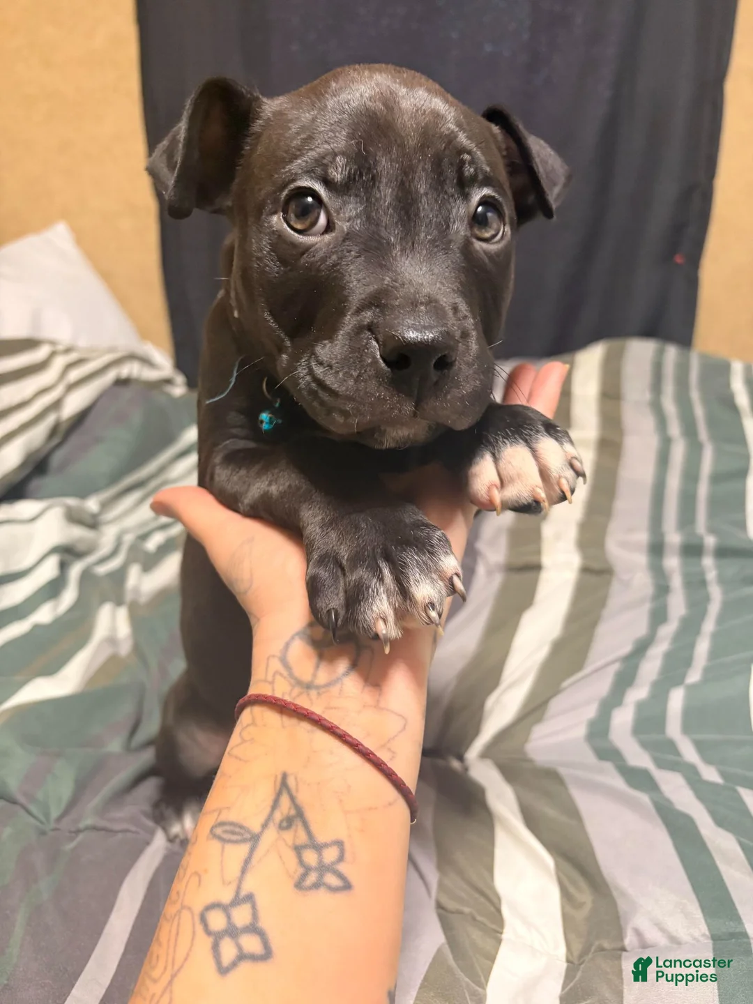 Mixed Breed dogs for sale: Mixed Breed 1 Blue Male - Ad 2