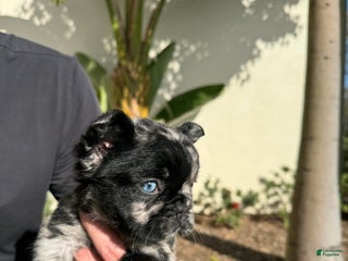 French Bulldog dogs Ursela - Ad 22