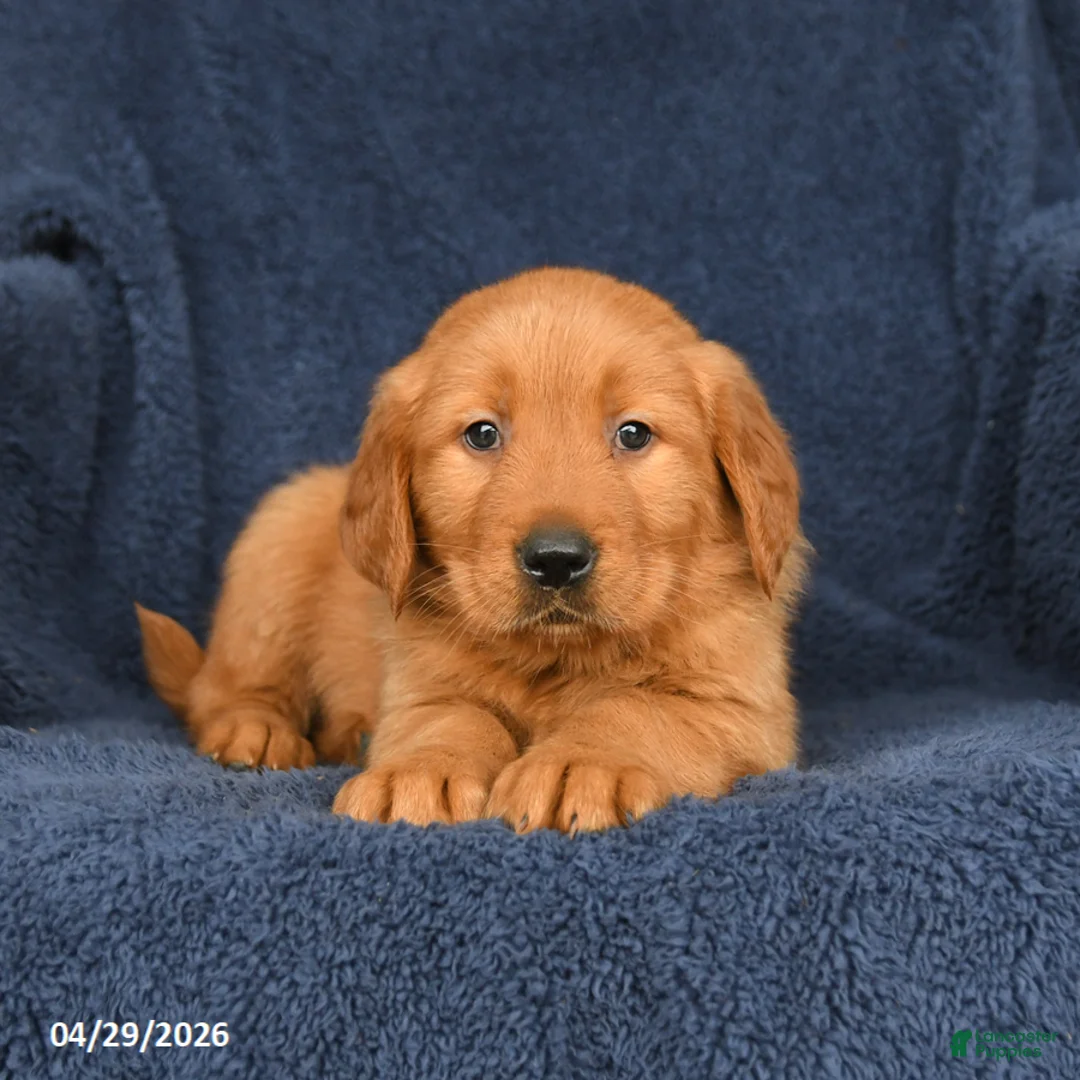 Golden Retriever dogs for sale: Tyler - Ad 3