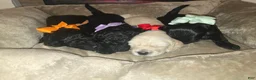 Miniature Labradoodle dogs for sale: Miniature Labradoodle Red - Ad 5
