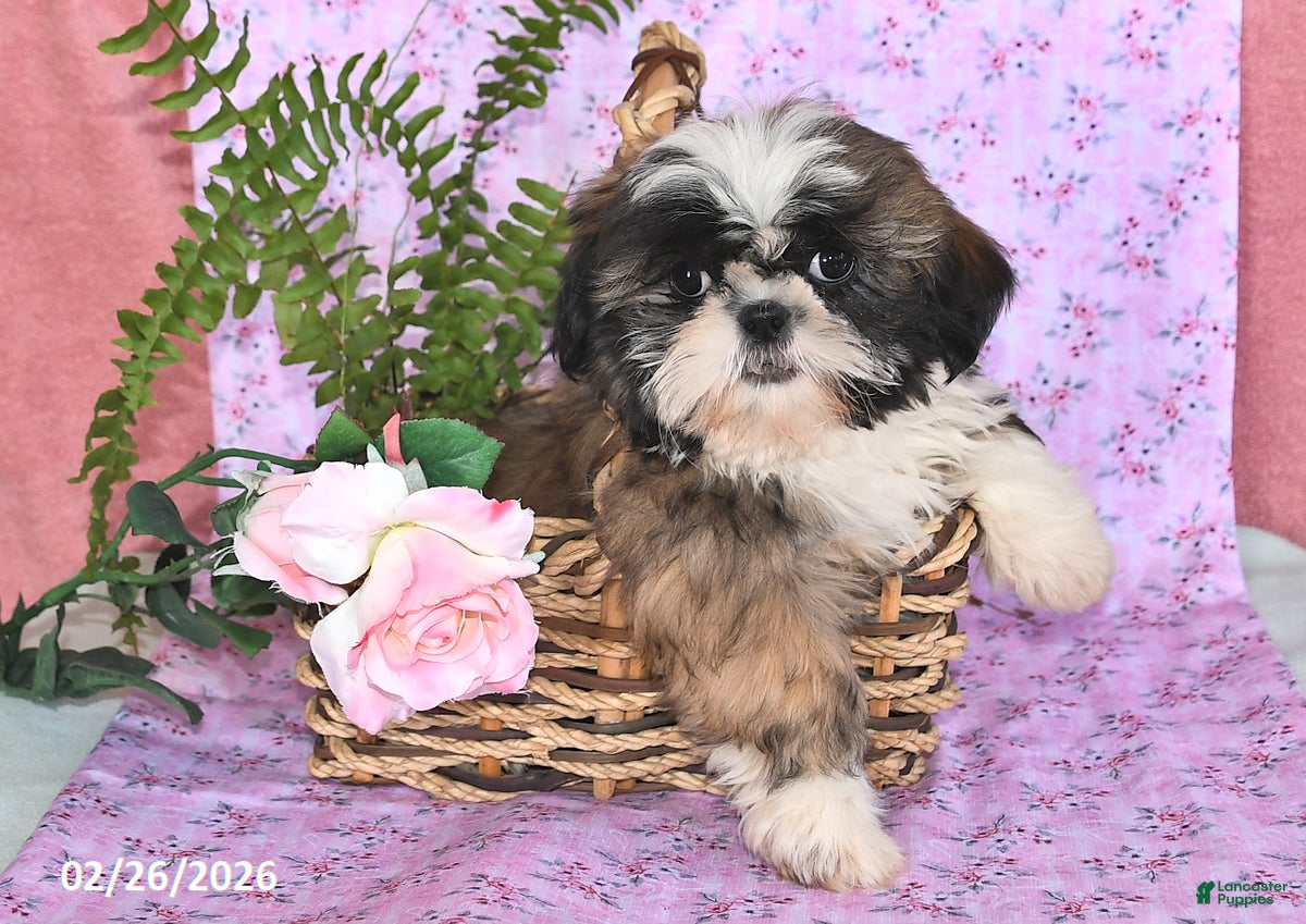 Shih Tzu dogs Beauty - Ad 2