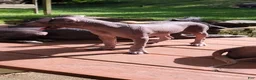 Peruvian Inca Orchid dogs for sale: Peruvian Inca Orchid 1 - Ad 13