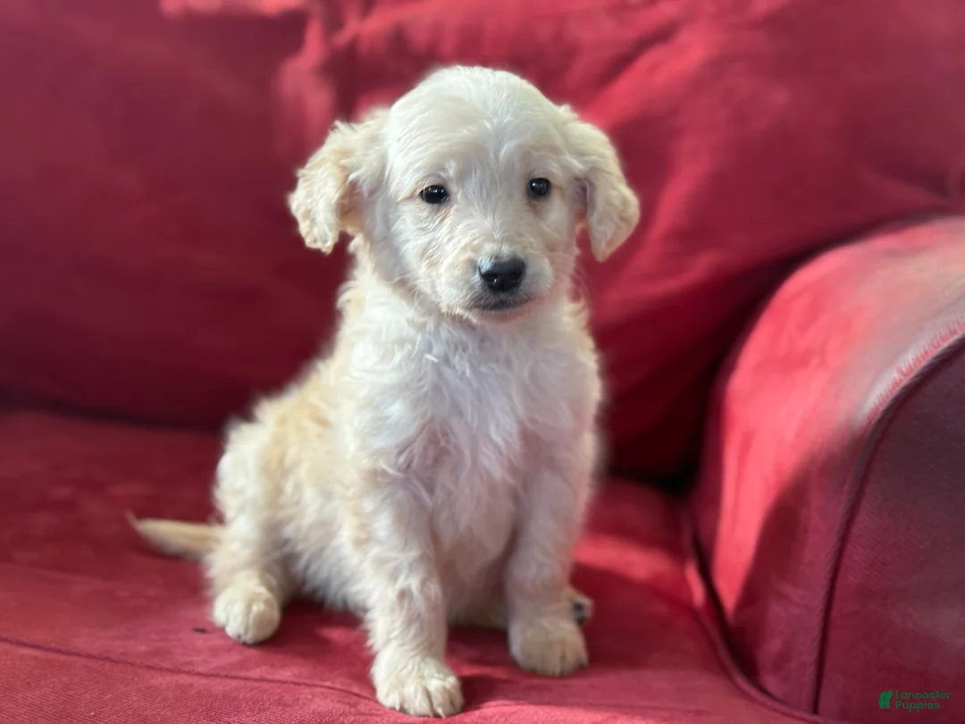 Mini Goldendoodle dogs for sale: Pearl - Ad 2