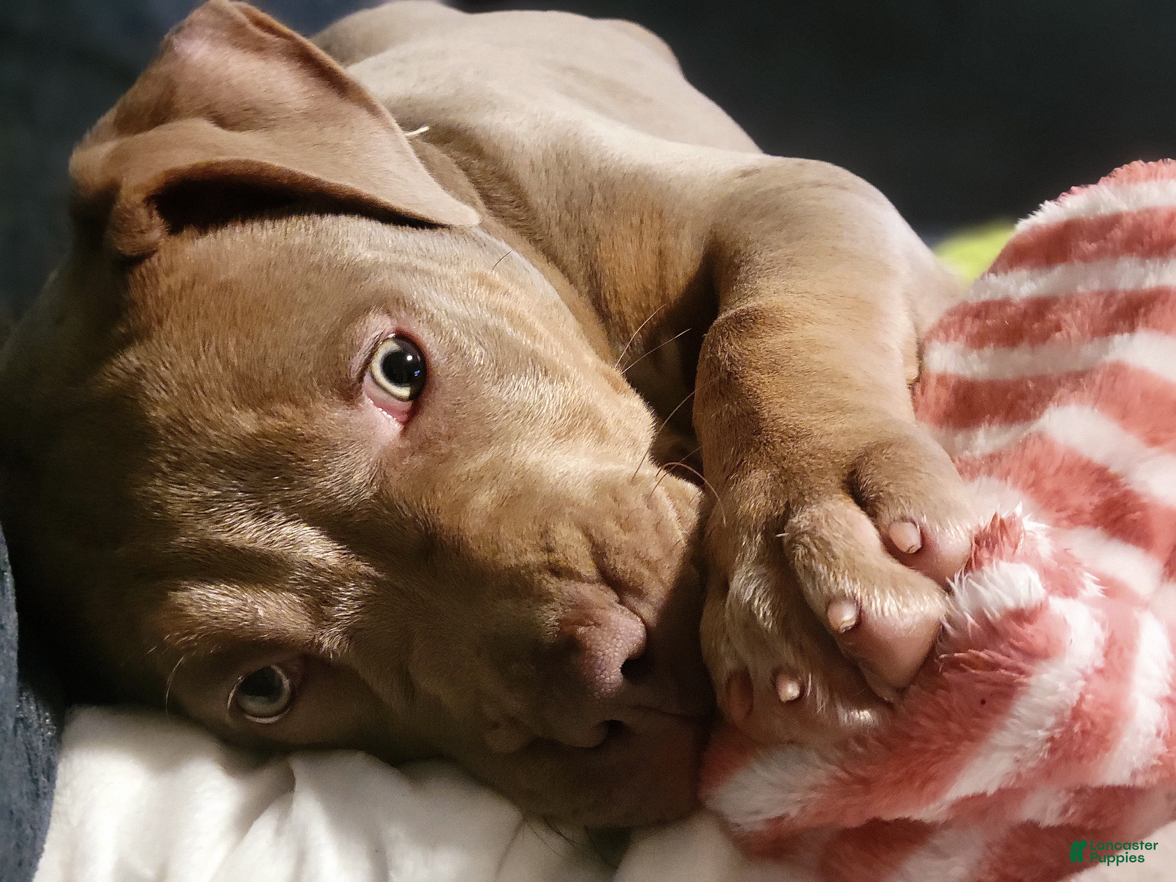 American Bully dogs American Bully Puppy 1 - Ad 19