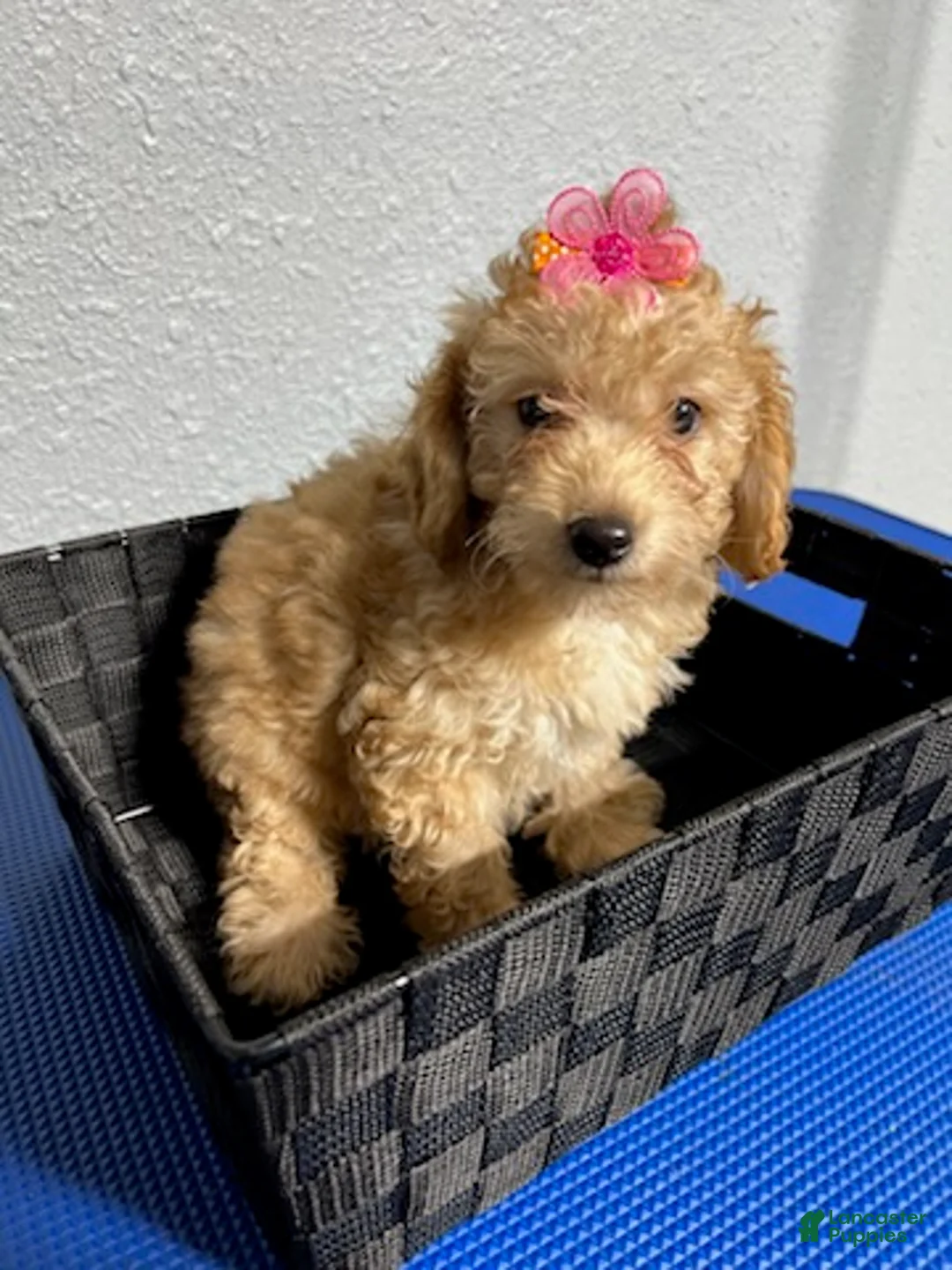 Mini Goldendoodle dogs for sale: Kaia  - Ad 7