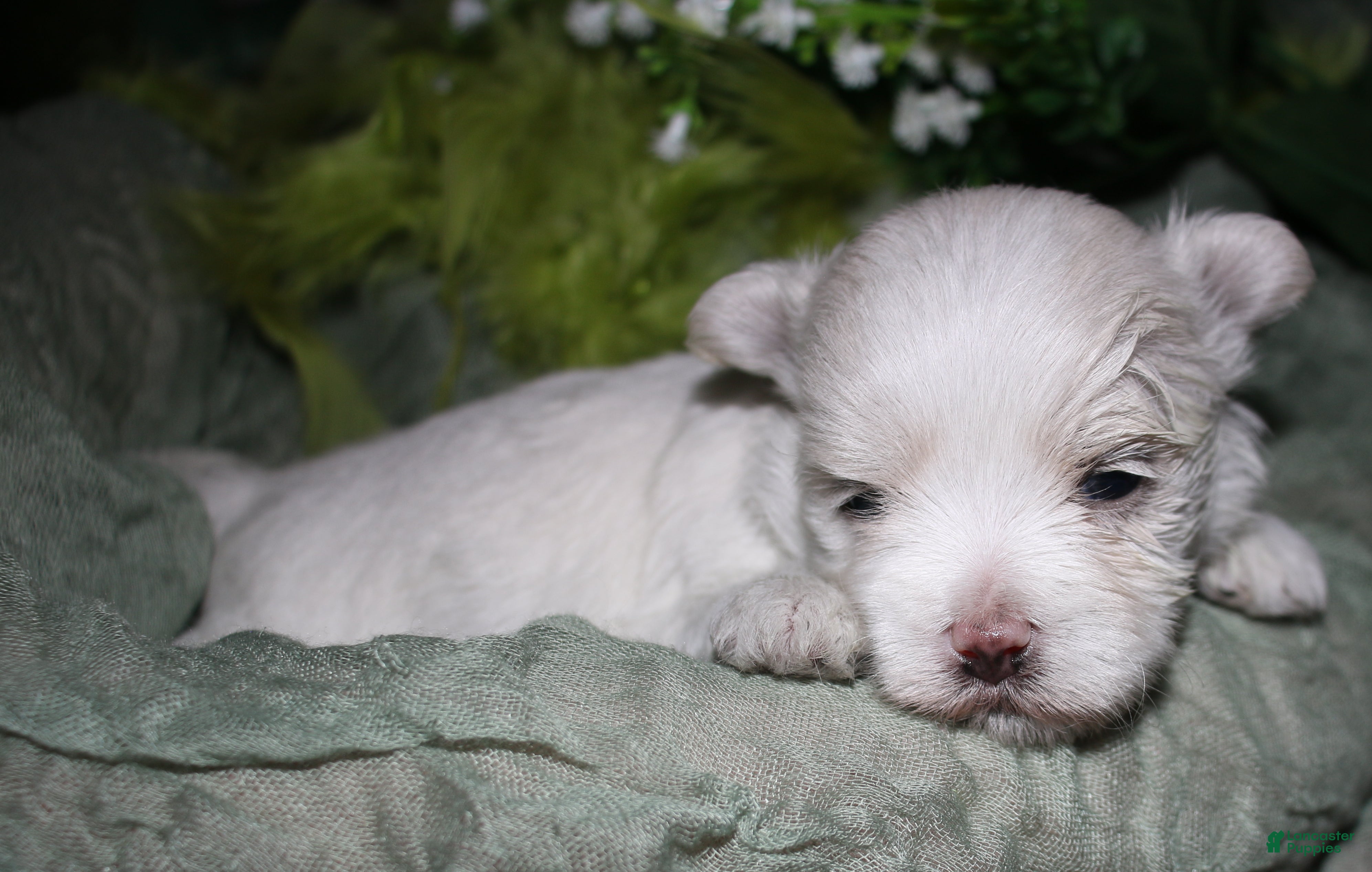 Maltese dogs for sale: Conrad - Ad 8