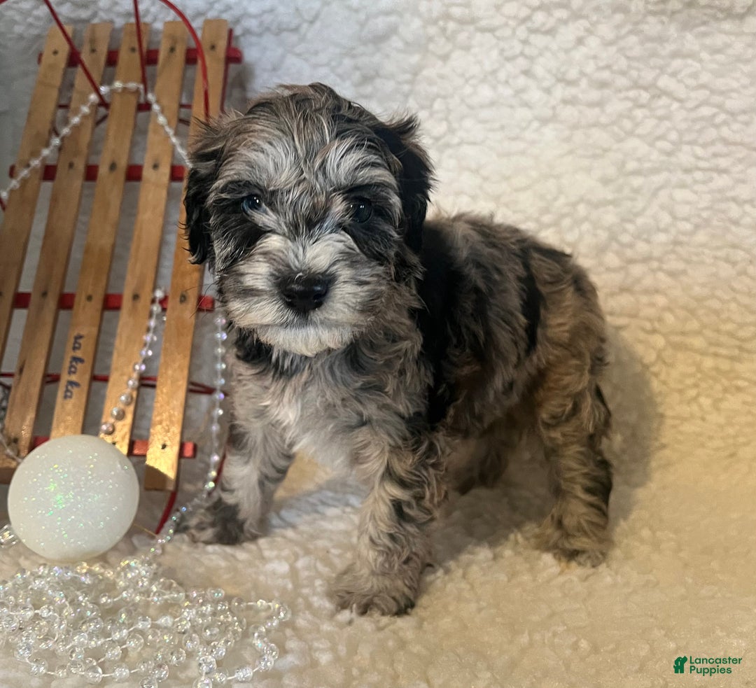 Whoodle dogs for sale: Patch - Ad 3