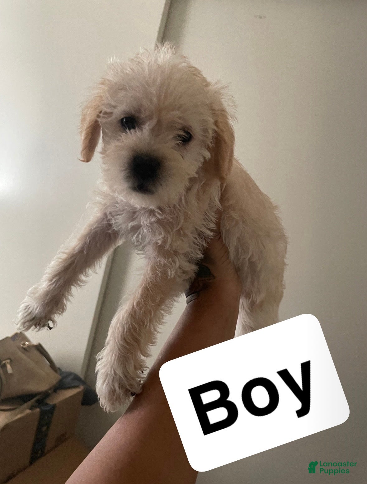 Mixed Breed dogs Mixed Breed Puppy 1 - Ad 14