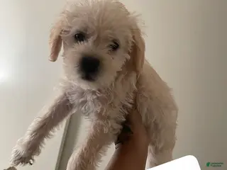 Mixed Breed dogs Mixed Breed Puppy 1 - Ad 2