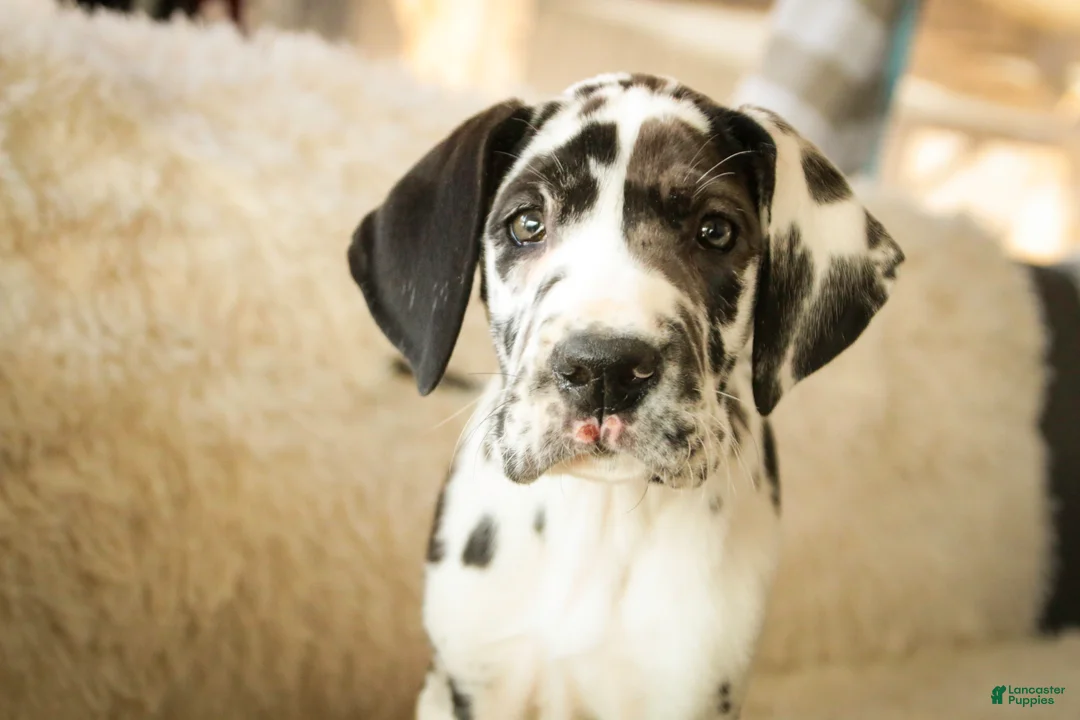 Great Dane dogs for sale: Gordon - Ad 6