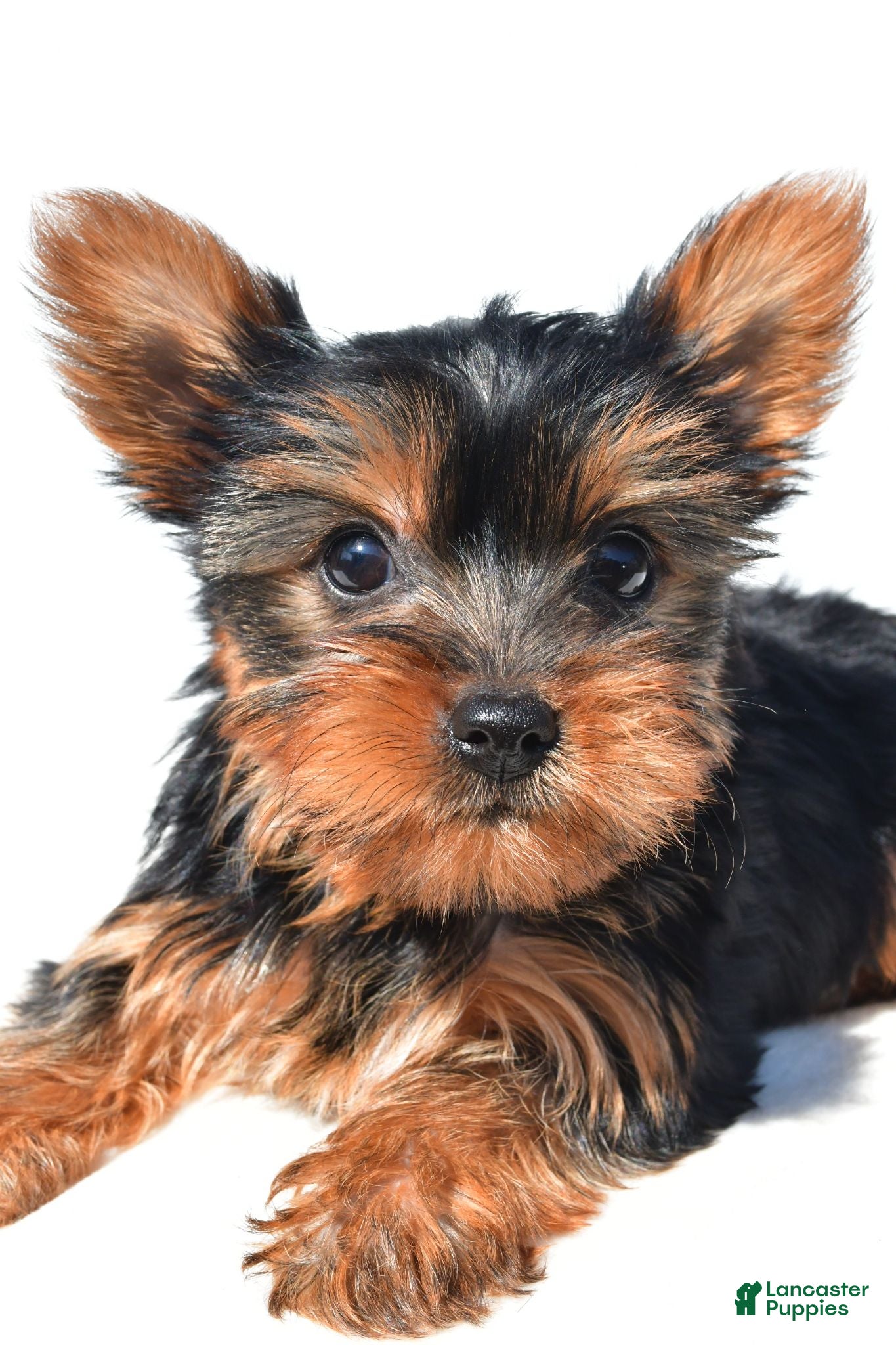 Yorkshire Terrier dogs for sale: Trisha - Ad 1