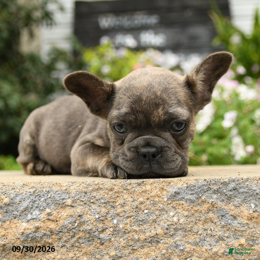 French Bulldog dogs Olive  - Ad 2