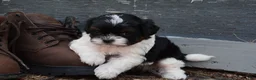 Shihpoo dogs for sale: Panda - Ad 4