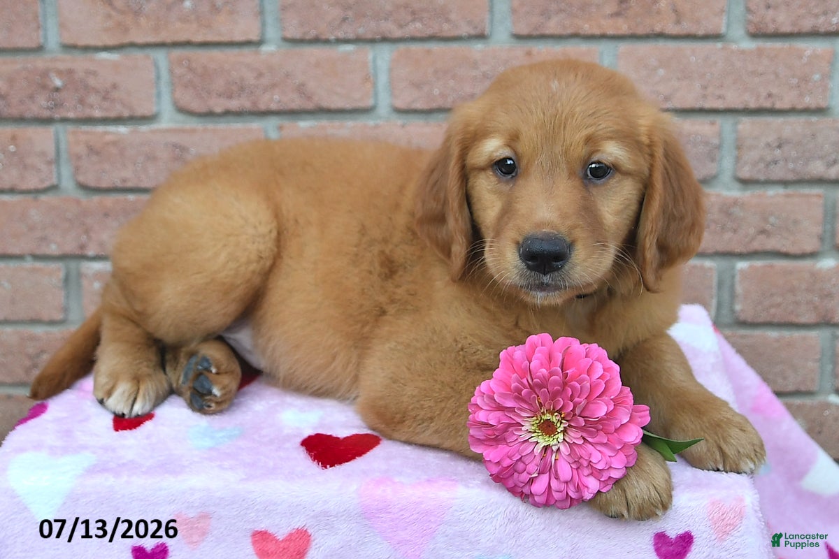 Golden Retriever dogs Izzy - Ad 2