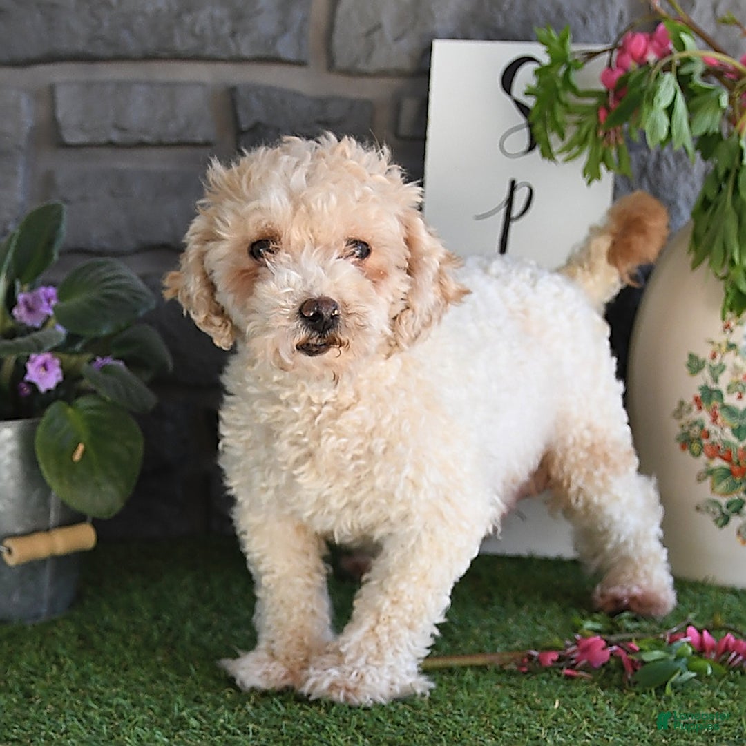 Maltipoo dogs for sale: Lilly Rose - Ad 6