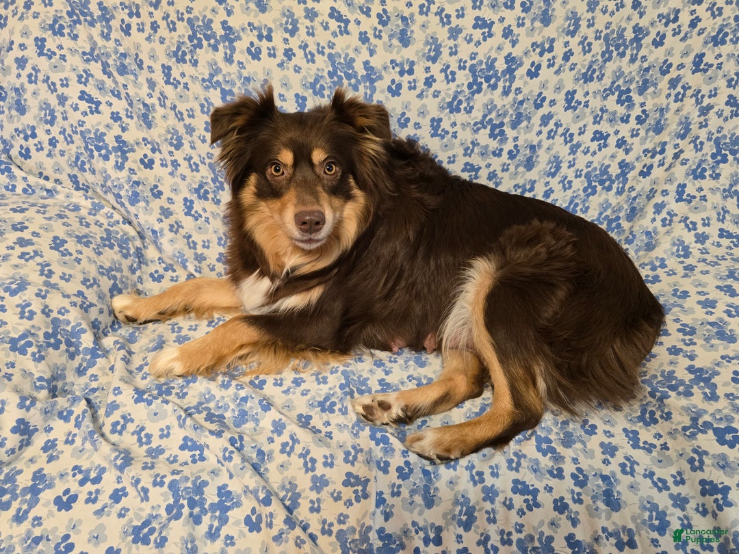 Australian Shepherd dogs for sale: Australian Shepherd Puppy 1 - Ad 7