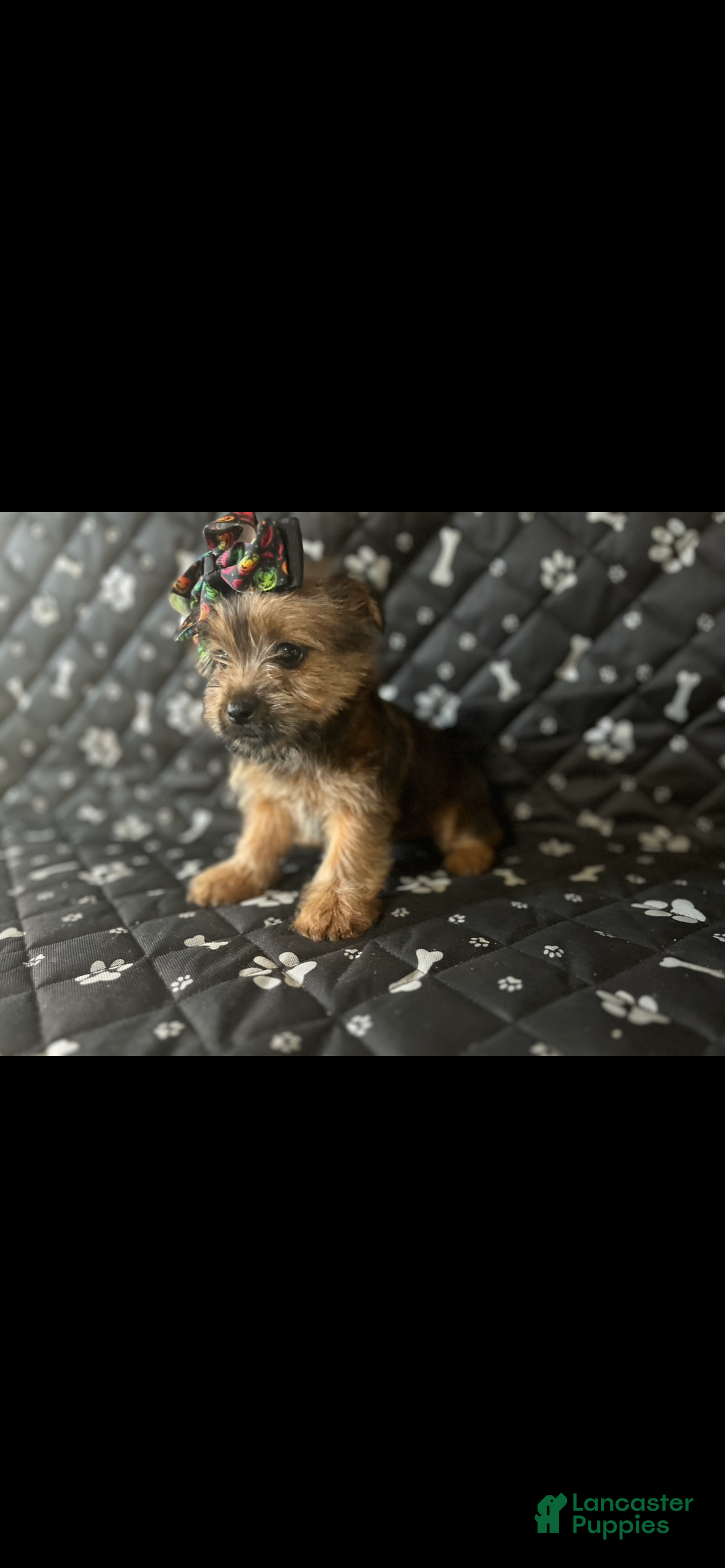 Yorkshire Terrier dogs Yorkshire Terrier Puppy 2 - Ad 17