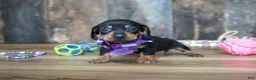 Miniature Dachshund dogs for sale: Ally - Ad 7