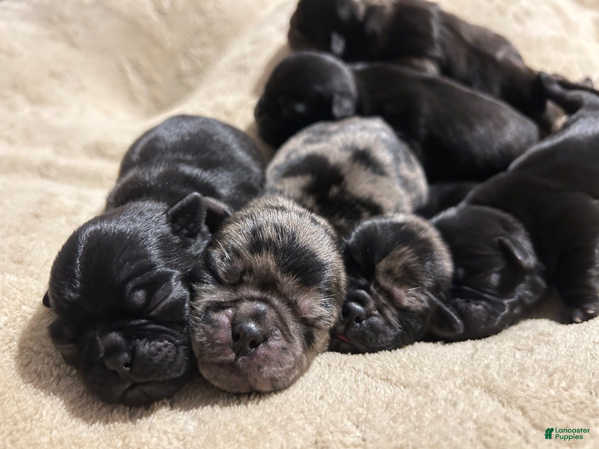 Pug dogs Delilah - Ad 37