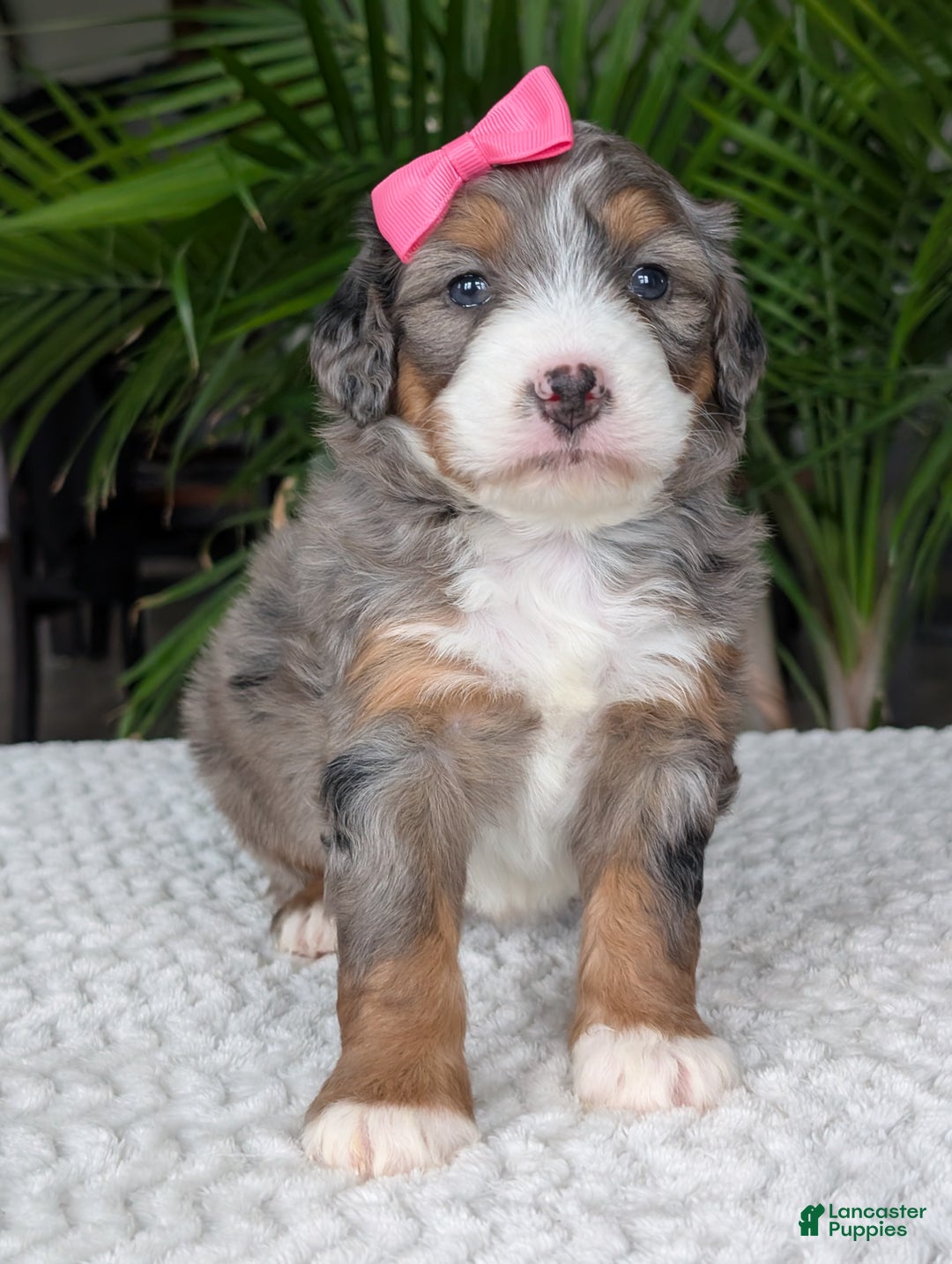 Mini Bernedoodle dogs for sale: Mini Daisy  - Ad 5