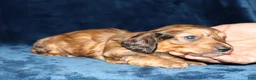 Miniature Dachshund dogs for sale: Perry - Ad 4