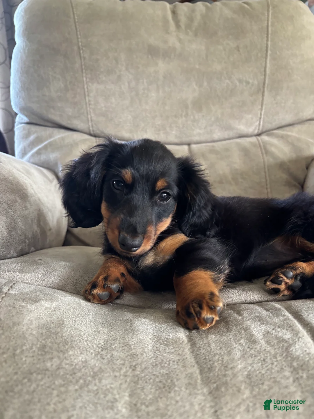 Miniature Dachshund dogs for sale: Cricket - Ad 1