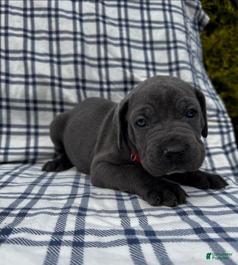 Cane Corso dogs Cane Corso Red Collar - Ad 8