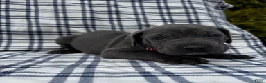 Cane Corso Red Collar