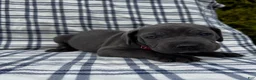 Cane Corso dogs for sale: Cane Corso Red Collar - Ad 1