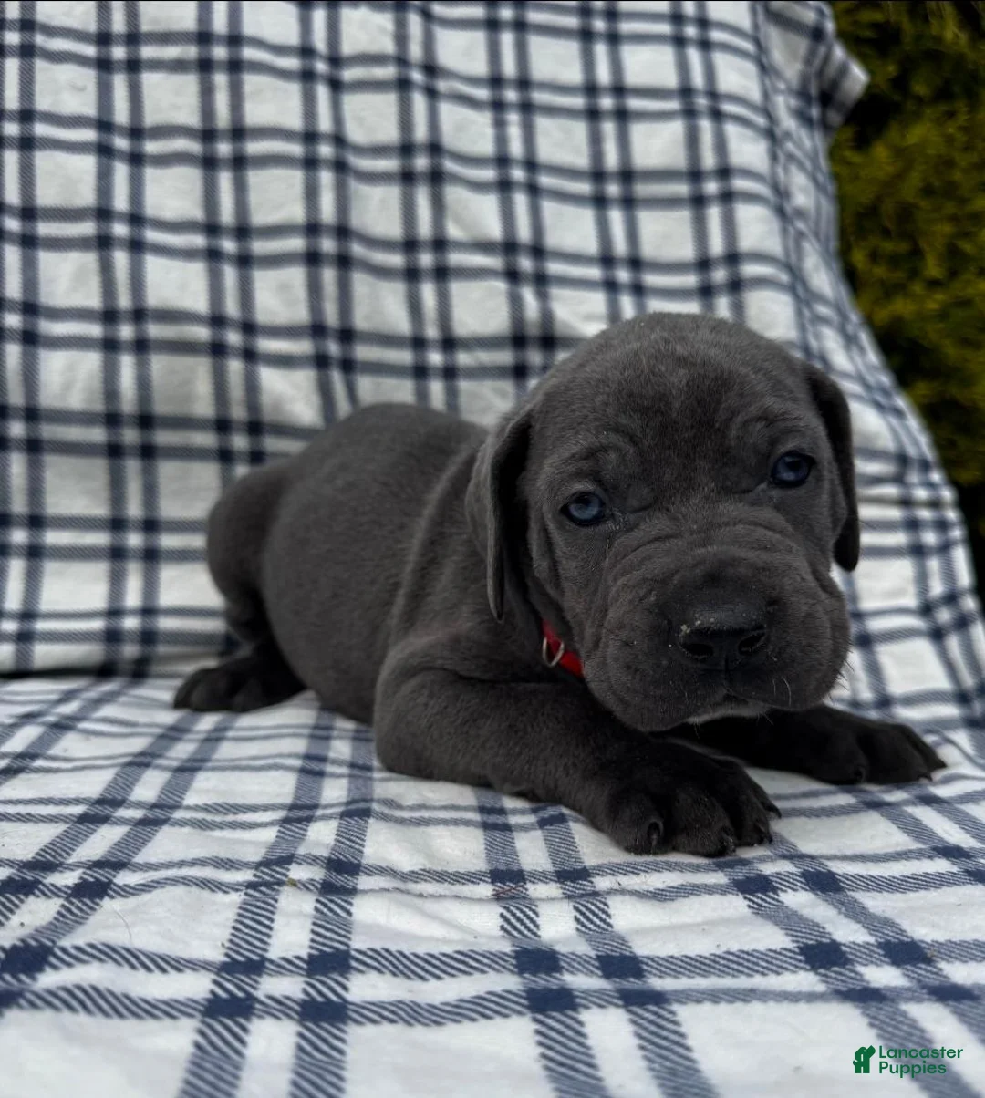 Cane Corso dogs for sale: Cane Corso Red Collar - Ad 1