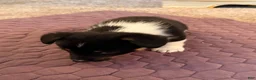 Mixed Breed dogs for sale: Mixed Breed 1 - Ad 2