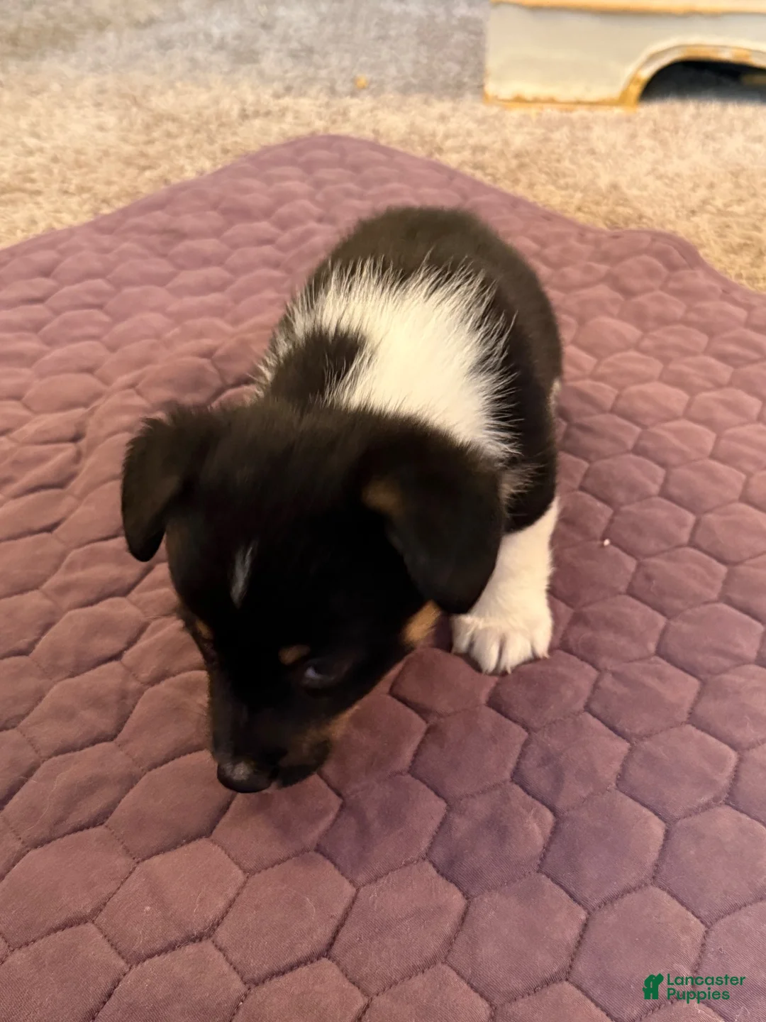 Mixed Breed dogs for sale: Mixed Breed 1 - Ad 2
