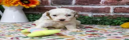 Cavapoo dogs for sale: April - Ad 4